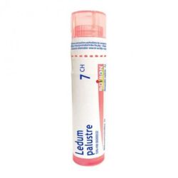 Boiron Ledum Palustre 7CH Tube 80 Granules