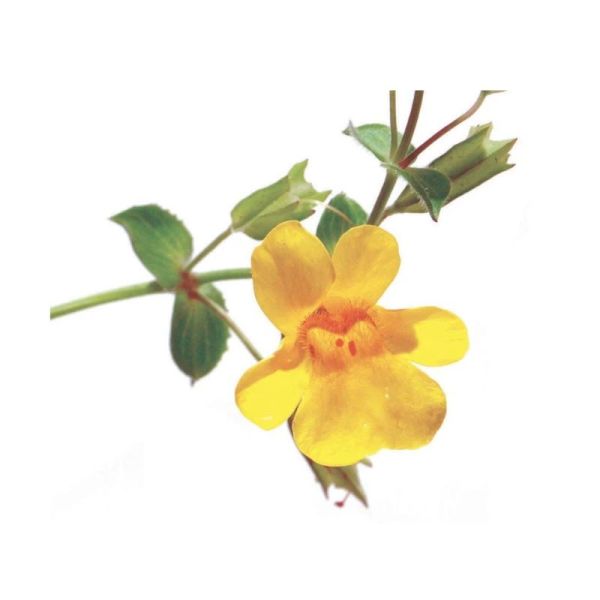 Fleurs de Bach Original Mimulus 20ml