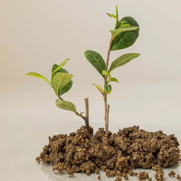 Beauty Of Joseon Calming Serum Green Tea + Panthenol  30 ml