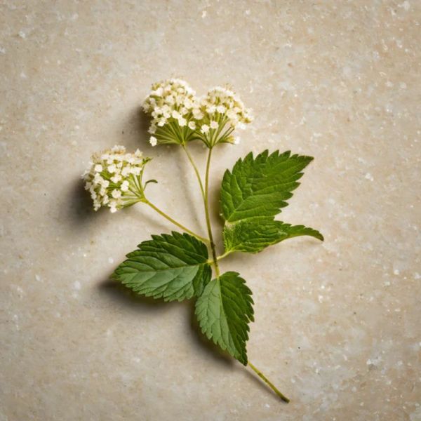 Lazartigue La Couleur Absolue Coloration 7.00 Blond 60 ml