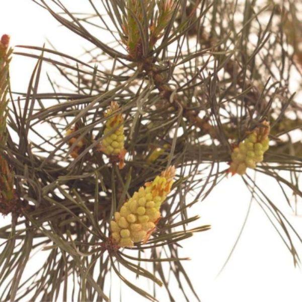 Fleurs de Bach Original Pine 20ml