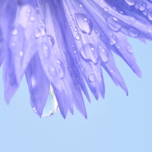 Melvita Roll-on contour des yeux givré bleuet bio 10ml