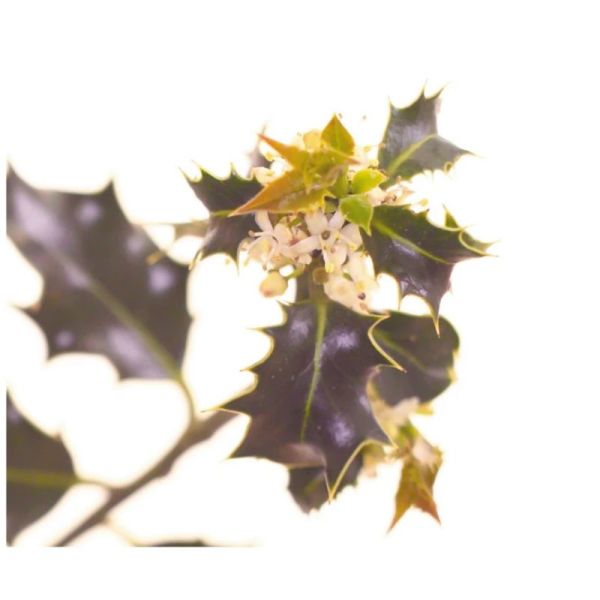 Fleurs de Bach Original Holly 20ml