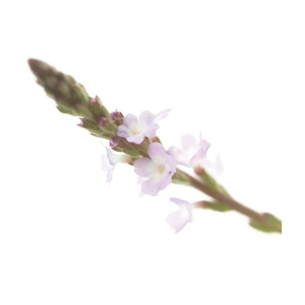 Fleurs de Bach Original Vervain 20ml