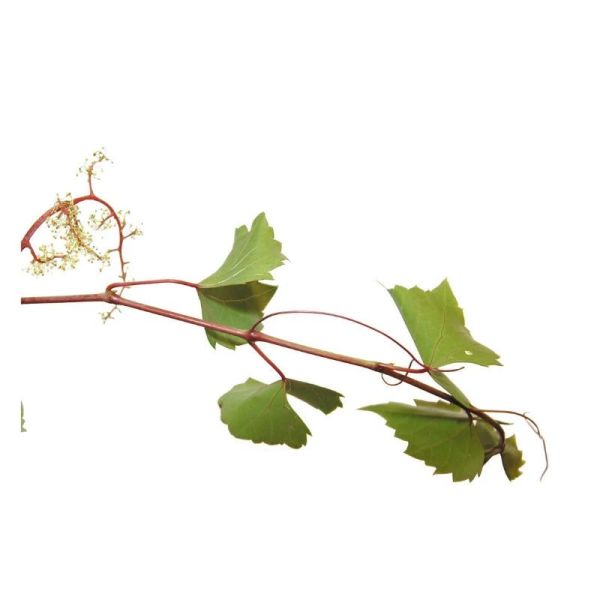 Fleurs de Bach Original Vine 20ml