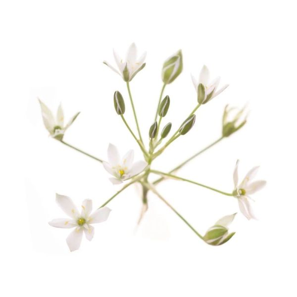 Fleurs de Bach Original Star of Bethlehem 20ml