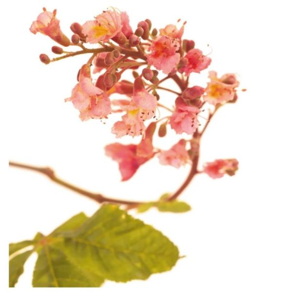 Fleurs de Bach Original Red Chestnut 20ml