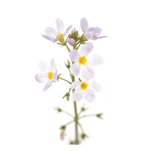 Fleurs de Bach Original Water Violet 20ml