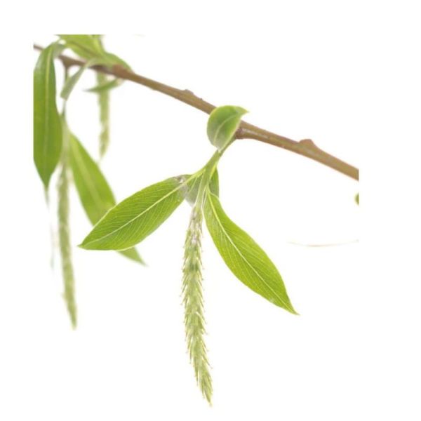 Fleurs de Bach Original Willow 20ml