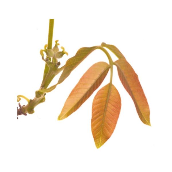 Fleurs de Bach Original Walnut 20ml