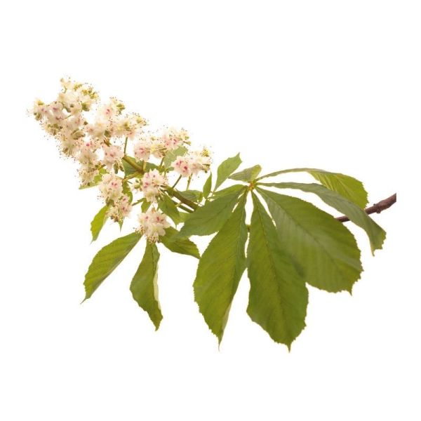 Fleurs de Bach Original White Chestnut 20ml