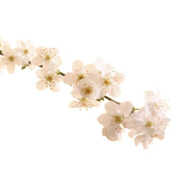 Fleurs de Bach Original Cherry Plum 20ml