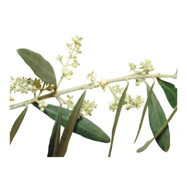 Fleurs de Bach Original Olive 20ml
