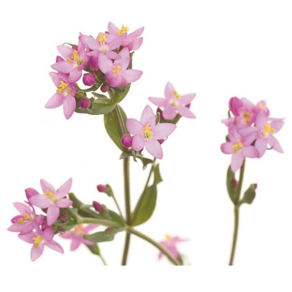 Fleurs de Bach Original Centaury 20ml