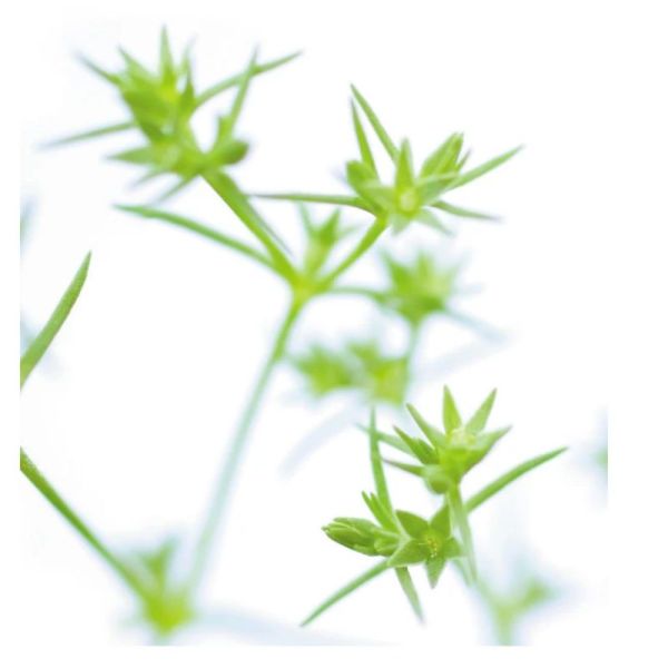 Fleurs de Bach Original Sclerathus 20ml