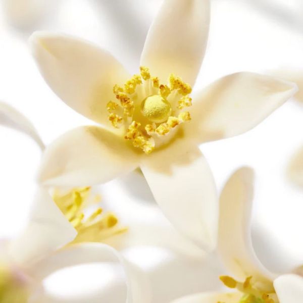 Nuxe Huile Prodigieuse Néroli Bio 100ml