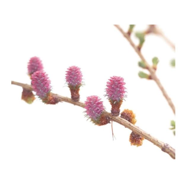 Fleurs de Bach Original Larch 20ml