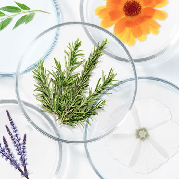 Phyto Polleine concentré équilibrant fortifiant 30ml