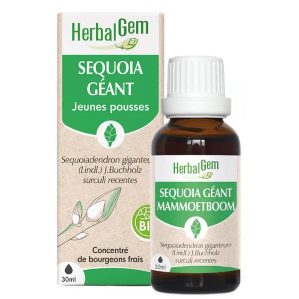 Bourgeon de Séquoia géant Bio 30 ml
