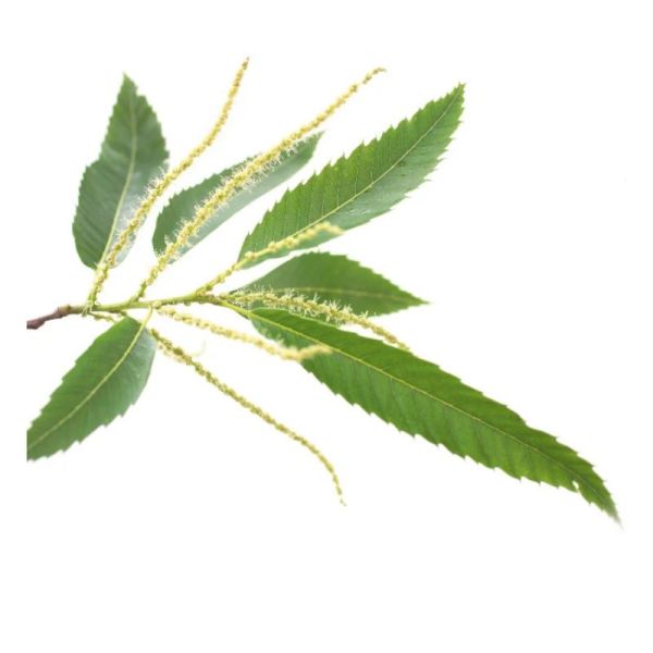 Fleurs de Bach Original Sweet Chestnut 20ml