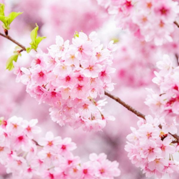 Natessance  gel douche Fleurs de Cerisier 500 ml