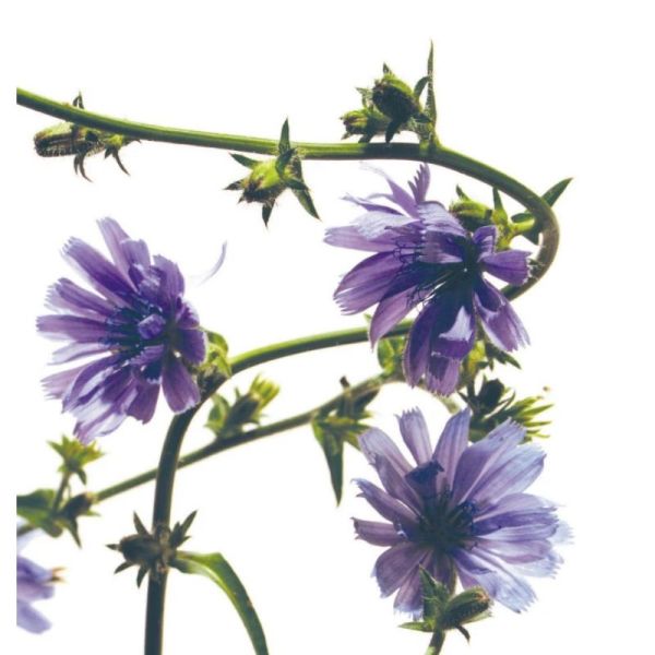 Fleurs de Bach Original Chicory 20ml