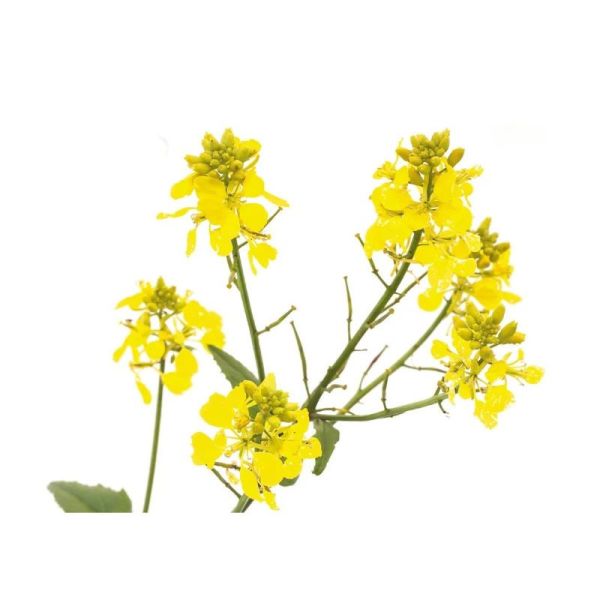 Fleurs de Bach Original Mustard 20ml