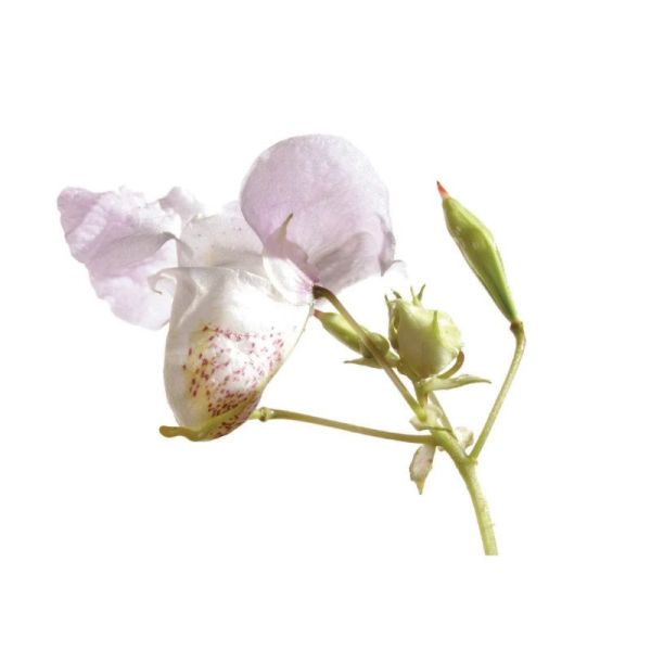 Fleurs de Bach Original Impatiens 20ml