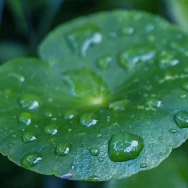 Lazartigue Cica-Calm shampoing apaisant 250ml