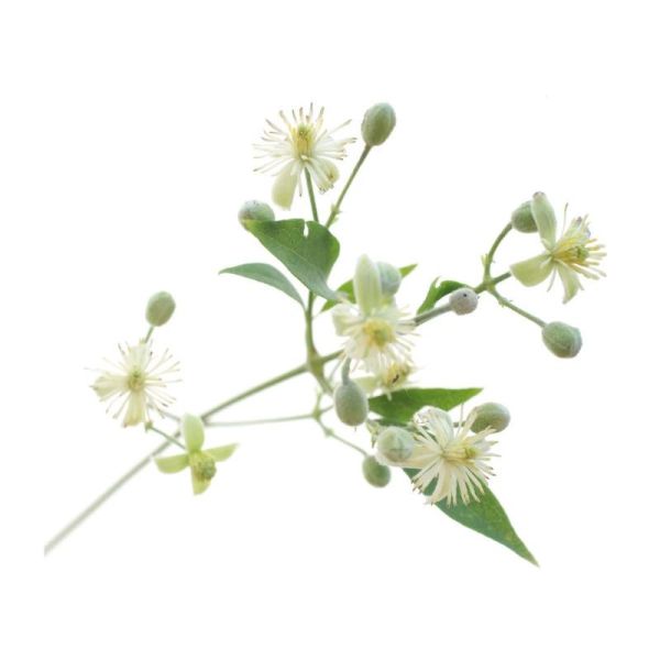 Fleurs de Bach Original Clematis 20ml