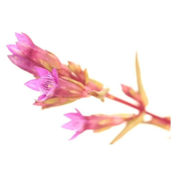 Fleurs de Bach Original Gentian 20ml