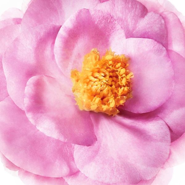 Nuxe Hair Prodigieux  le masque nutrition avant shampooing 125ml