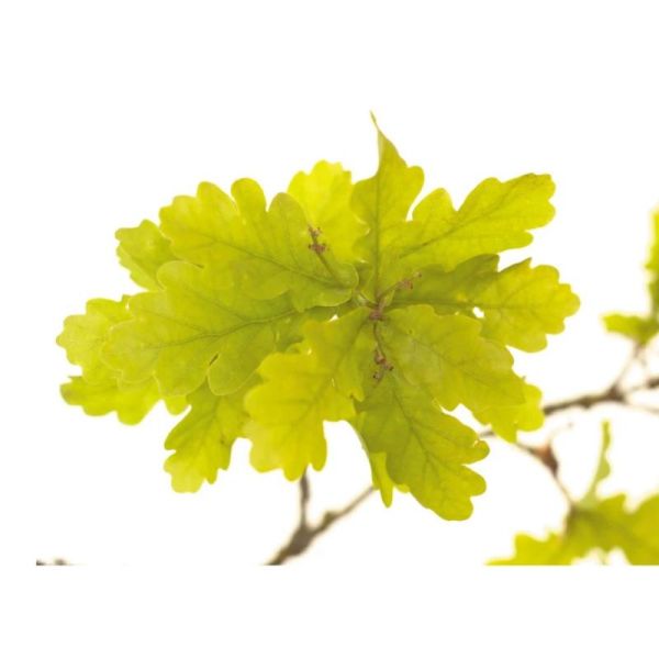 Fleurs de Bach Original Oak 20ml
