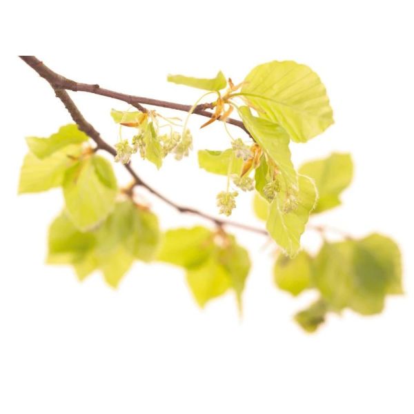 Fleurs de Bach Original Beech 20ml