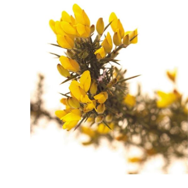 Fleurs de Bach Original Gorse 20ml