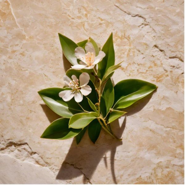 Lazartigue sérum d'exception Thermo-Protecteur 50ml