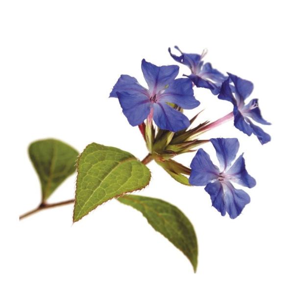 Fleurs de Bach Original Cerato 20ml