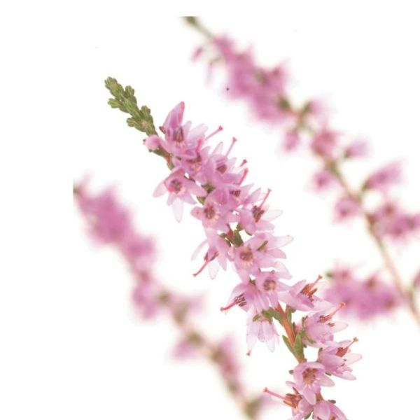 Fleurs de Bach Original Heather 20ml