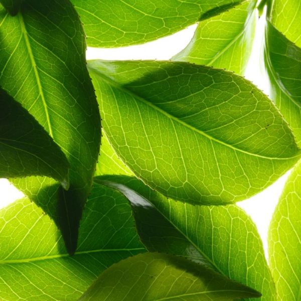 Nuxe Body Rêve de Thé gelée de douche ressourçante 750ml