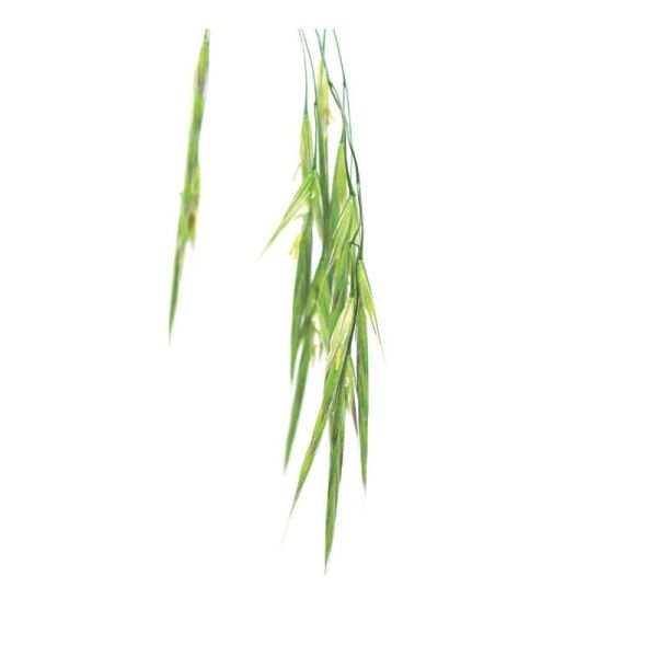 Fleurs de Bach Original Wild Oat 20ml