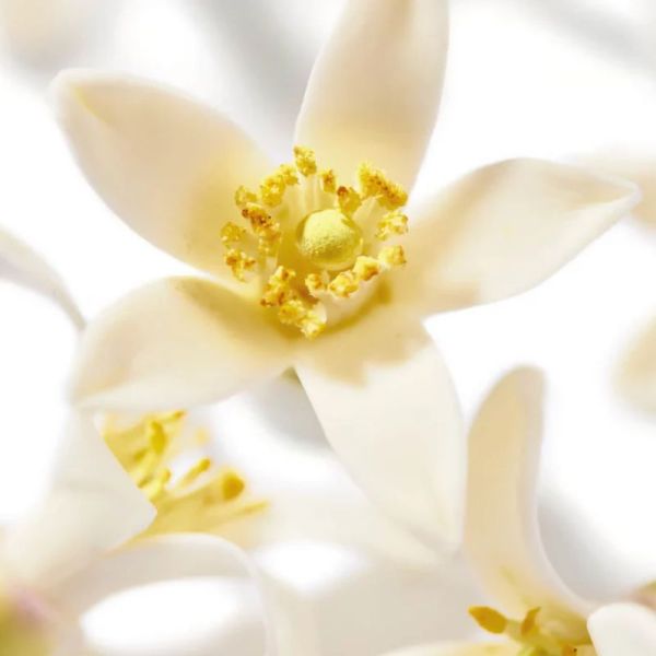 Nuxe Prodigieux Néroli le parfum 50ml